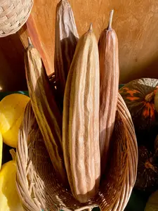 Luffa Gourd