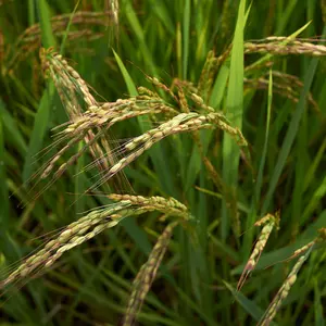 Organic Long Grain Rice Seeds (Oryza sativa) – High-Yielding, Staple Crop for Homegrown Rice