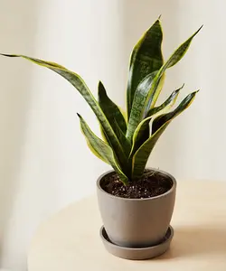 Mini Sanseveria Mini Sanseveria