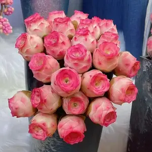 1000 pcs Mountain Rose Succulent Seeds – Gorgeous Peach & Purple Roses for Indoor Gardening & Pots