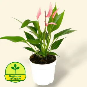 Anthurium Pink Lilli 4” - Flowering Easy Care House Plant
