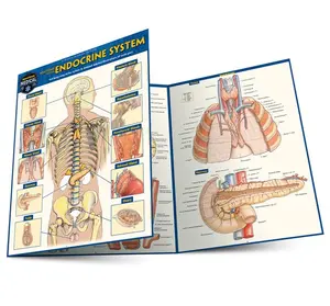 Anatomy of the Endocrine System: a QuickStudy Laminated Reference Guide Pamphlet – May 1, 2025
