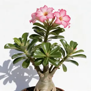 3-Year-Old Grafted Desert Rose Bonsai Seedling Kit with Rooting Powder 90% Survival Rate Multi-Color No Root Rot Propagation