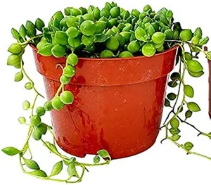 Live String Of Tears Plant - String Of Raindrops Plant - Trailing Succulent Plant - 4 Inch Pot