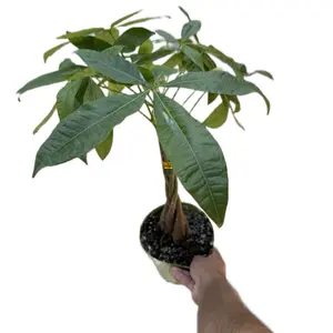 XL Money Tree - Pachira Aquatica - 6 Inch Pot