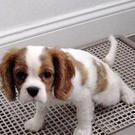 Pet Training Clicker with Wrist Strap - Dog Training Clickers (New Black + Blue) Pet Training Clicker with Wrist Strap - Dog Training Clickers (New Black + Blue)