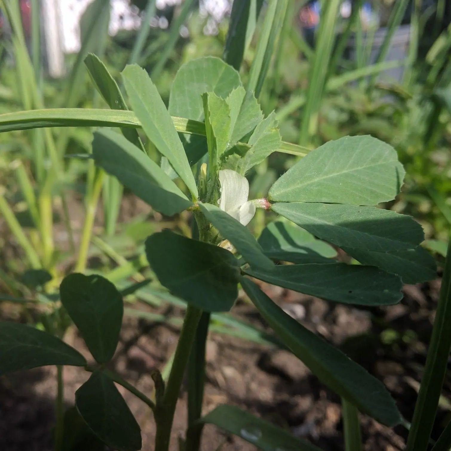 Fenugreek (Trigonella foenum-graecum) Organic Seeds – Aromatic Herb for Sprouting, Culinary Spices, and Ayurvedic Use