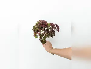 Purple Sedum Bush - 12.5"