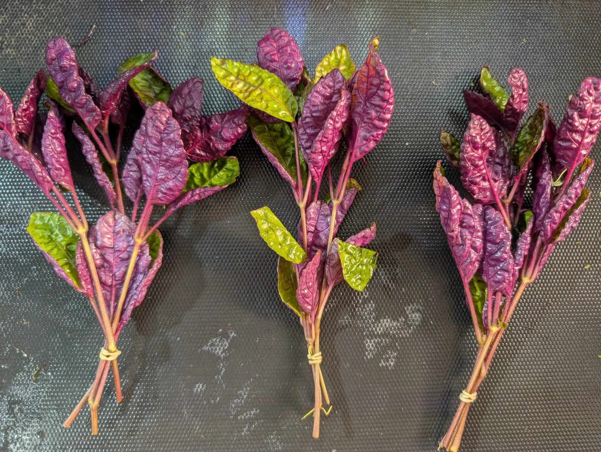 BUY 2 GET 1 FREE Purple Waffle (Hemigraphis alternata) -Easy Live Aquarium Pond Aquatic Plant