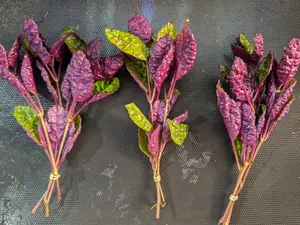 BUY 2 GET 1 FREE Purple Waffle (Hemigraphis alternata) -Easy Live Aquarium Pond Aquatic Plant