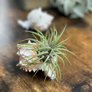 Sea Shells for Air Plant Displays