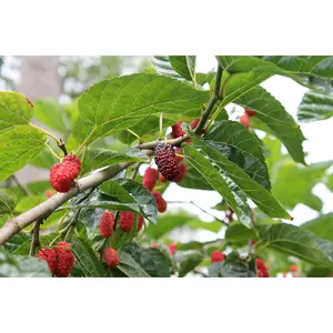 Air Layered Everbearing Mulberry Tree Live Plant 1 Foot Tall