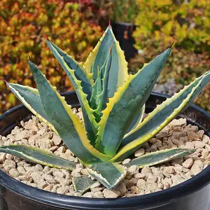 Variegated Century Plant - Agave americana 'Variegata'