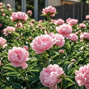 1000 Peony Planting Seeds, Garden Flower Seeds for Backyard and Patio Areas, Seeds Only Not Live Plants