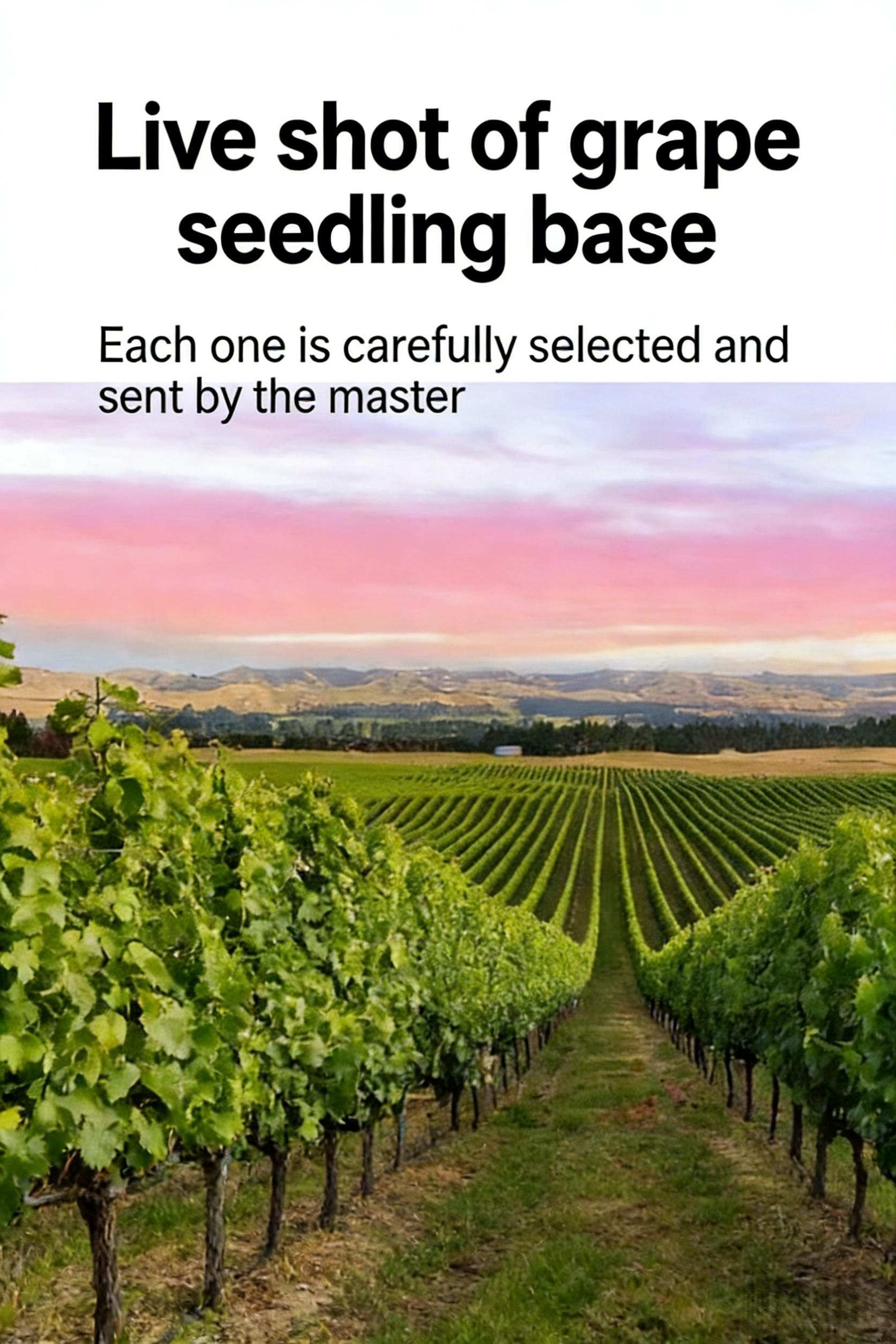 Kyoho Grape Vine Starter Plant – Big Juicy Purple Table Grapes for Backyard Garden, Climbing Fruit Vine for Trellis, Pergola & Patio Containers