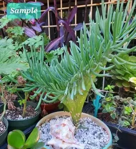 Senecio Vitalis Mermaid Tail Cactus | Easy Care | Rooted Cactus | Coral Cactus | Mermaid Tail Plant | Under the Sea Theme | Mermaid Theme | Live Succulent | Live Cactus