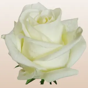 Polar Star Roses Pure White Large 5.0-5.7cm 43 Petals Year-round Ecuador Fresh Bud Form 12 Days Vase Life Mini-Pack 50 Stems Large Pack 100 Stems