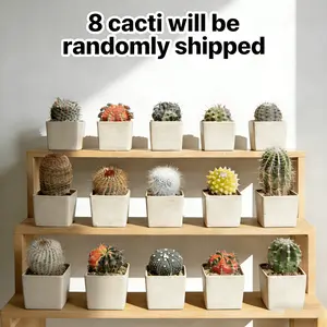 8-Ball cactus ball set, random delivery, novice-friendly, drought-resistant, indoor balcony potted gardening plants, the best choice for desktop decoration gifts