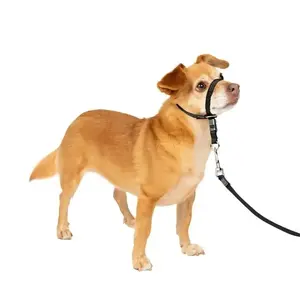 Veterinary Designed Leash & Harness Accessory