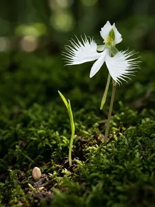 White Orchid Flower with Delicate Petals and Green Stems Growing in Mossy Forest Floor