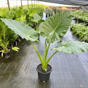 Alocasia Calidora 2” House Plants