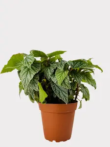 Begonia - Snow Capped