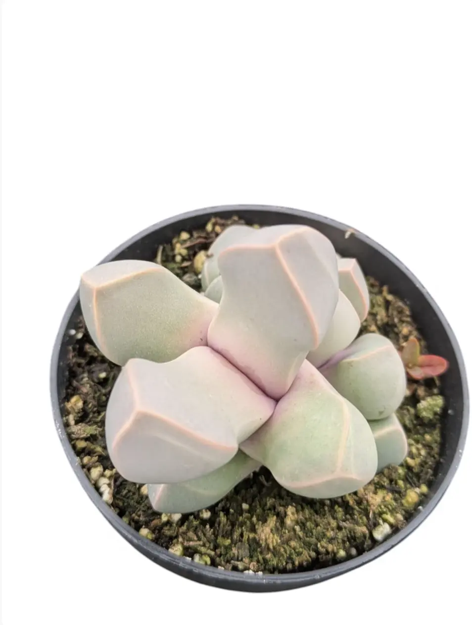Lapidaria Margaretae Succulent, Easy Care Live Plant, 2.5" Pot