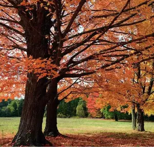 Live Sugar Maple Tree Plant, 6-12" Tall Seedling Quart Pot, Acer Saccharum