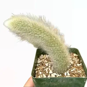 Monkey Tail Cactus - Hildewintera Colademonois - Rare Cactus - Live Succulents - Ship in 2" pot