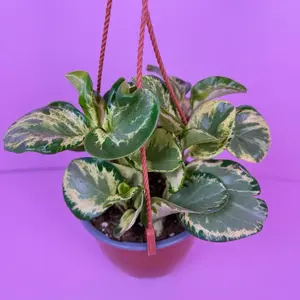 Peperomia Obtusifolia Marble 6” HB | Variegated Baby Rubber Plant | Hanging Basket