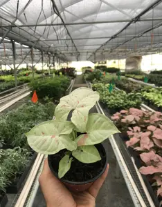 4" Syngonium Milk Confetti Plant