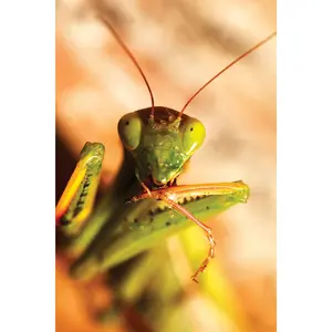 Praying Mantis Egg Cases - Carnivorous General Predator