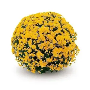 Mums -Belgian -Live Plants ,YELLOW FLOWERS
