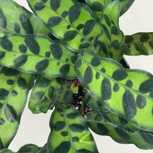 Calathea Lancifolia | House Plant | 4 Inch Pot | Live Plant | Rattlesnake Calathea