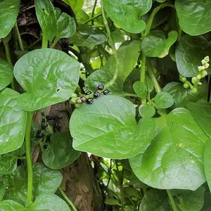 100 Green Giant Malabar Spinach Seeds for Planting (Basella Alba) – Vine Spinach Seeds, Grows Fast, Heat-Tolerant – Perfect Vegetable Seeds for Outdoor & Indoor Garden