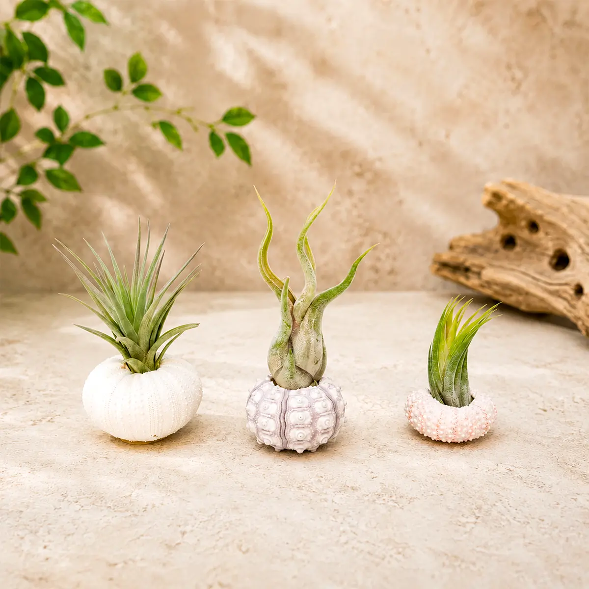 Collection of 3 Unique Urchins with Tillandsia Air Plants