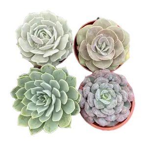 4 pack Echeveria mystery assortment Bedroom Sculpture