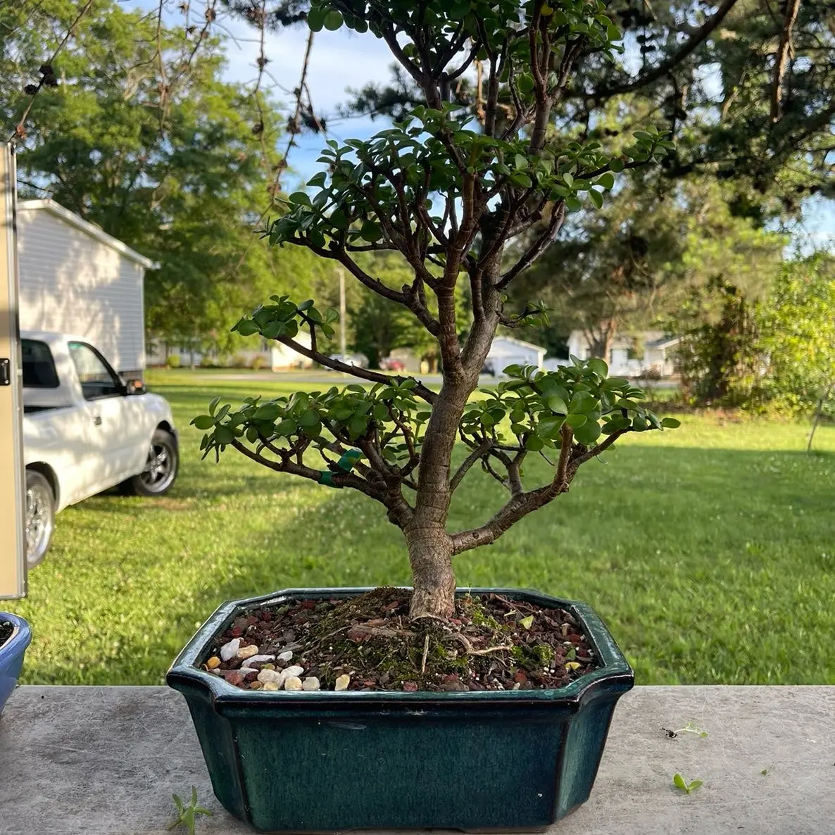 Dwarf jade