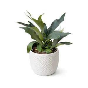 8” Staghorn Fern