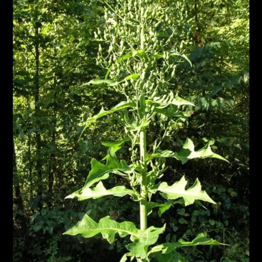 Wild Lettuce Tincture- Opium lettuce, Lactuca Virosa