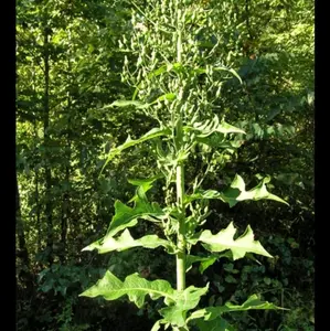 Wild Lettuce Tincture- Opium lettuce, Lactuca Virosa