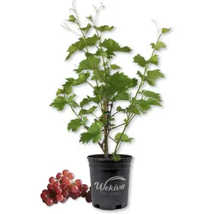 Grape Vine Plant - Live Plant in a 1 Gallon Pot - Variety is Grower's Choice Based on Health, Beauty and Season - Edible Fruit Bearing Tree for The Patio and Garden