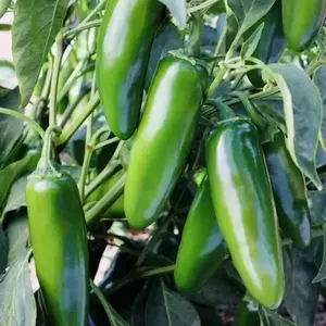 100+ JALAPENO Hot Pepper Seeds - Medium Poppers Heirloom Non-GMO | USA Fast Ship