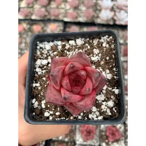 Echeveria Agavoides bloody Romeo - April Farm/Rare Succulents