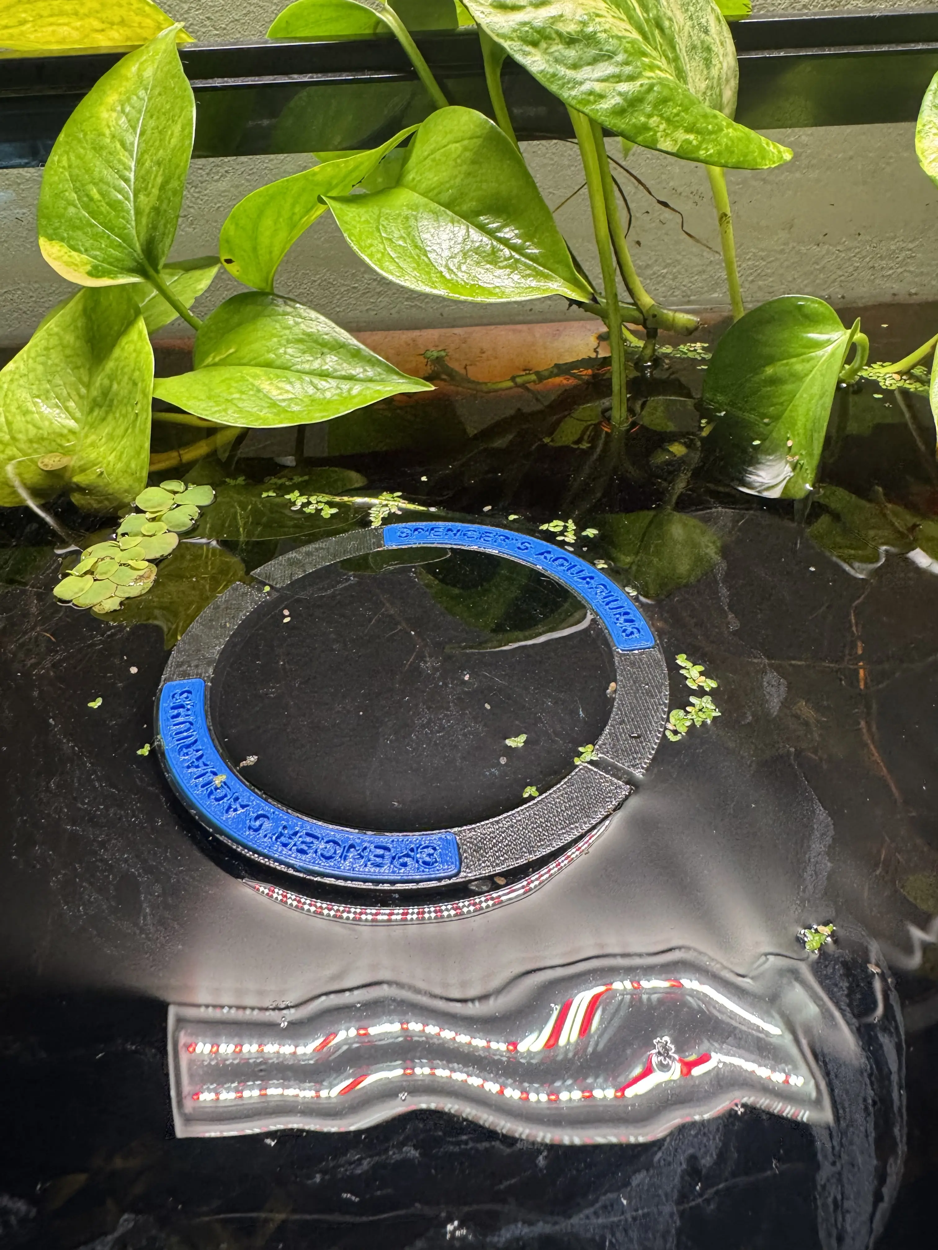 Spencer Aquarium Feeding Ring