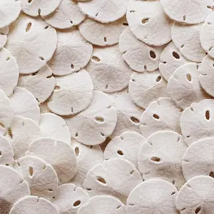 Real Sand Dollars (50pcs) - Under 1 Inch - Tiny Sand Dollars for Crafts - Small White Sea Shell for Wedding - Bulk Craft Shells