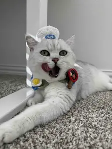 Build-Your-Own Chef Cat Collar - Customizable Crochet Collar with Magnetic Charms - Foodie Pet Accessories - Purr-sonalized Kitten Gift
