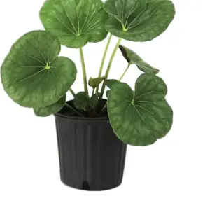1 gal. Farfugium Giganteum Tractor Seat Plant - Hardy Outdoor Garden Perennial for Shaded Areas