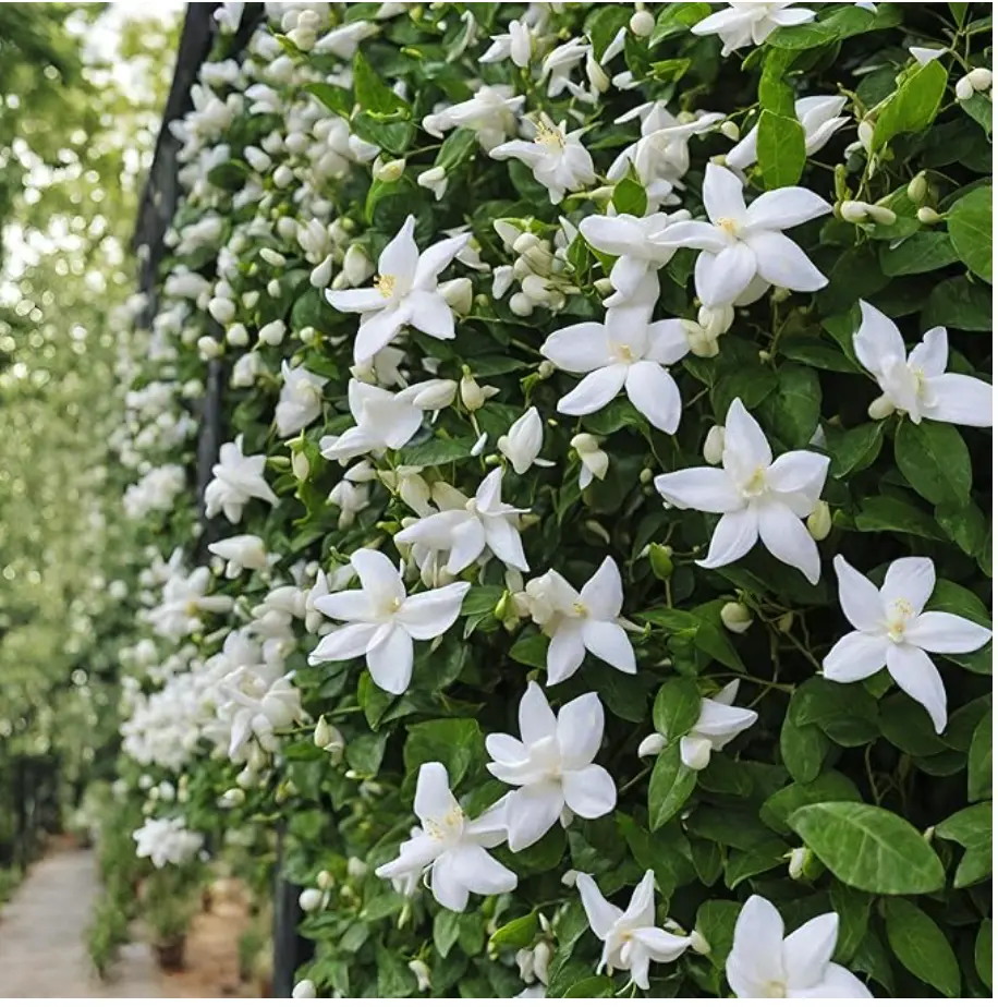 100 jasmine seeds can be used to grow fragrant flowers and decorate your home garden.