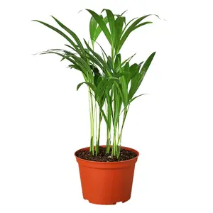 House Plant 4-PALM-ARECA Areca Palm Plant in 4 in. Pot